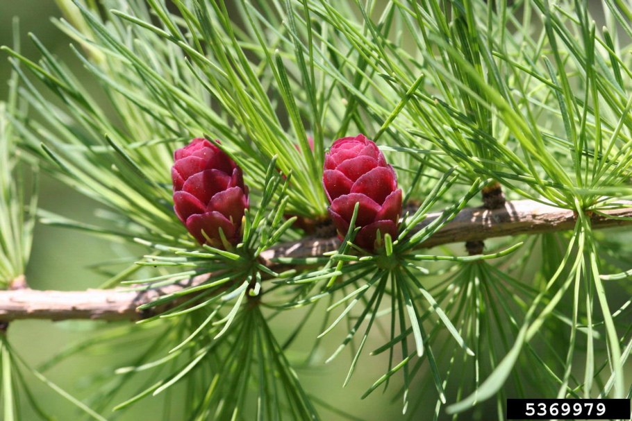 Микроволновка Panasonic nn sd366w схема