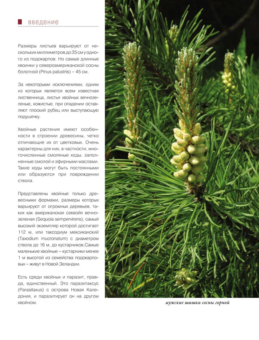 Сосна учебник