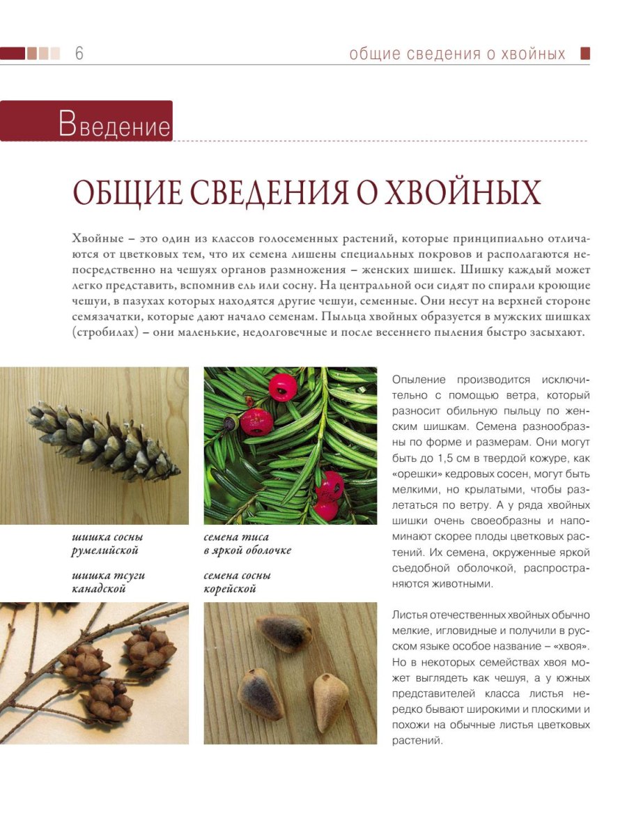 Хвойные деревья и лиственные деревья