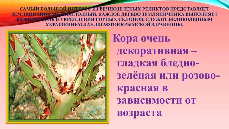 Жизненный цикл голосеменных сосна обыкновенная