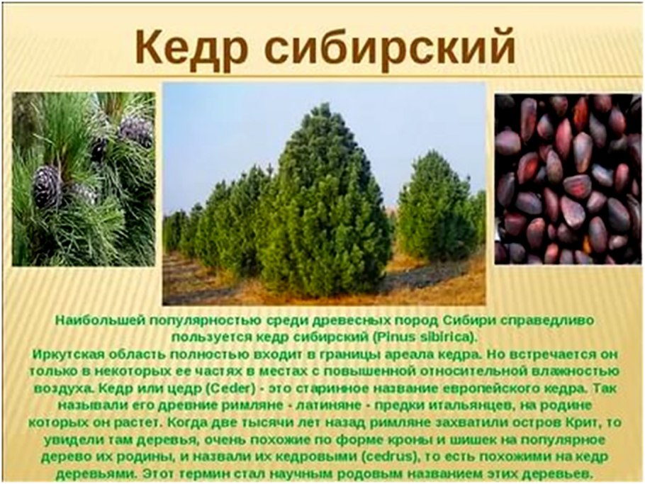 Хвоя голосеменных растений