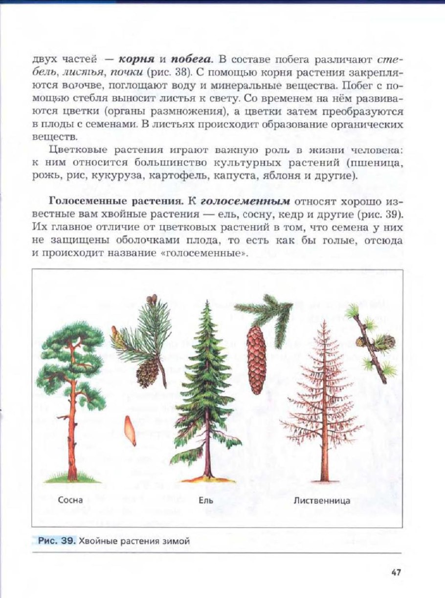 Группы растений