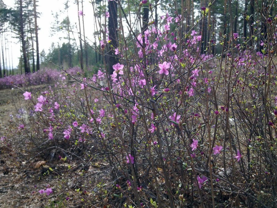 Рододендрон Даурский