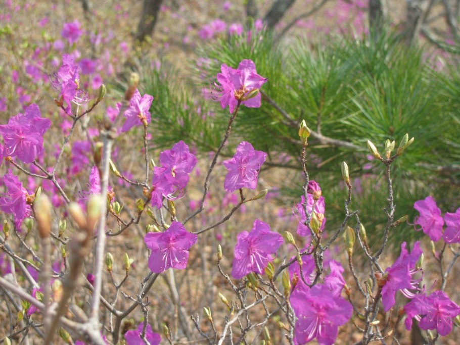 Багульник маньчжурский