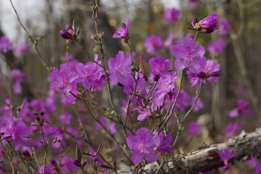Рододендрон Даурский Дальневосточный