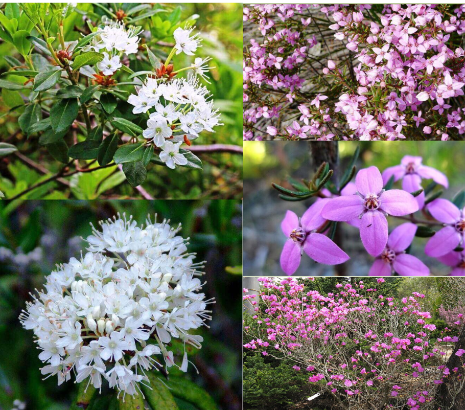 Багульник Забайкальский