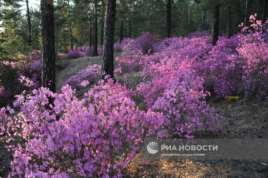 Багульник Дальневосточный