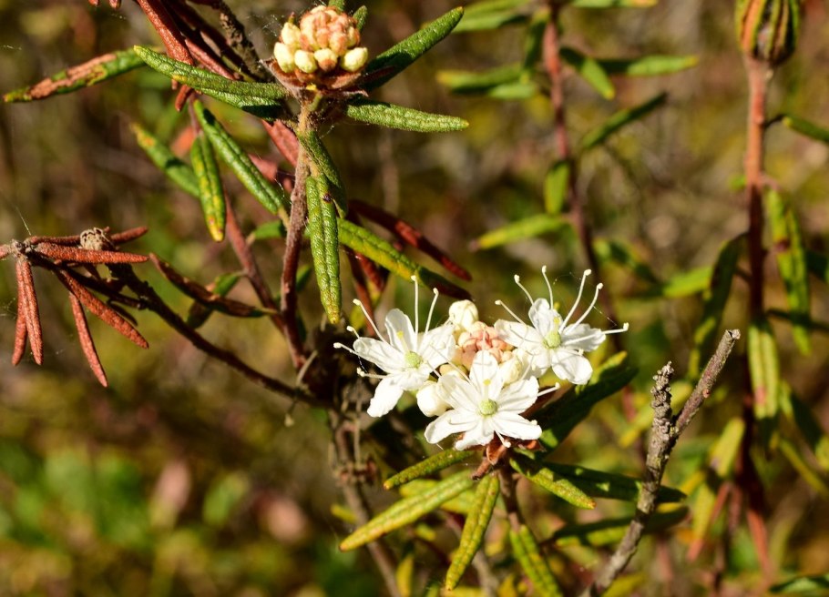 Дурманящий багульник