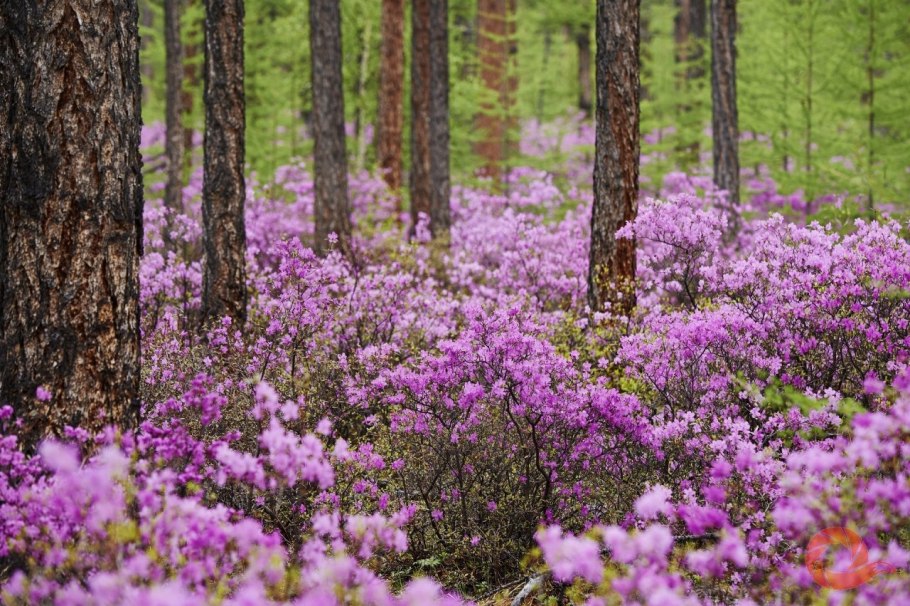 Багульник Даурский