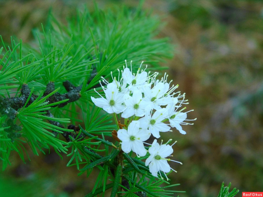 Багульник Дальневосточный