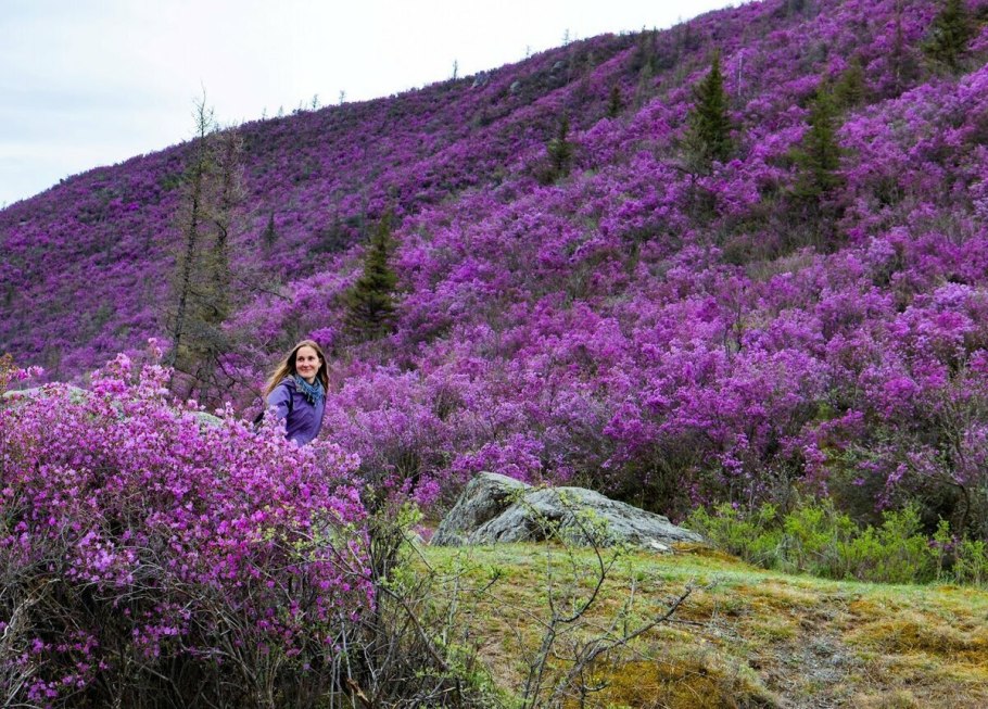 Багульник Дальневосточный