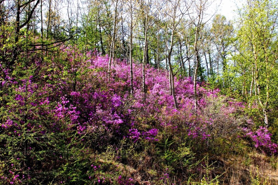 Багульник Дальневосточный