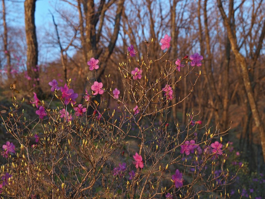 Рододендрон даурский багульник