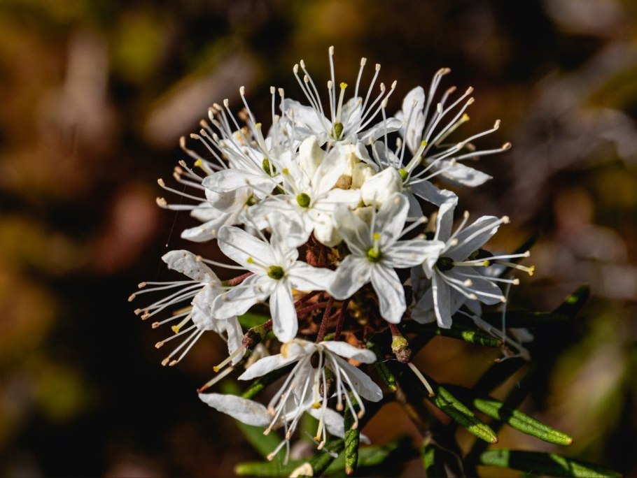 Цветение багульника