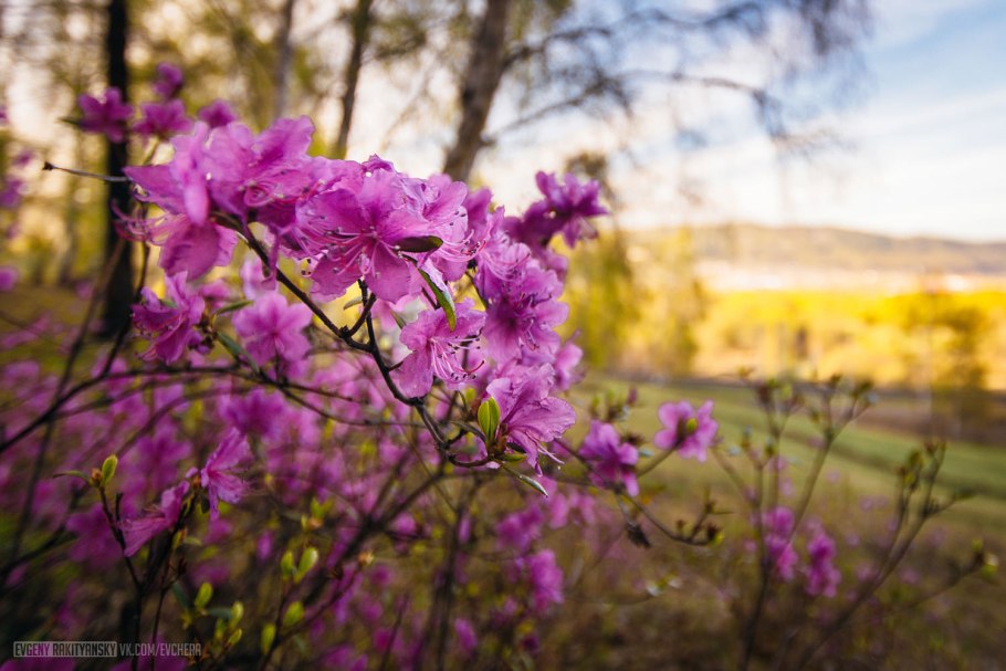 Цветущий багульник
