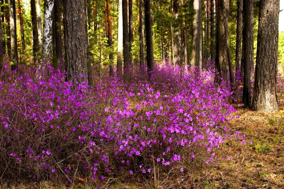 Рододендрон Даурский Дальневосточный