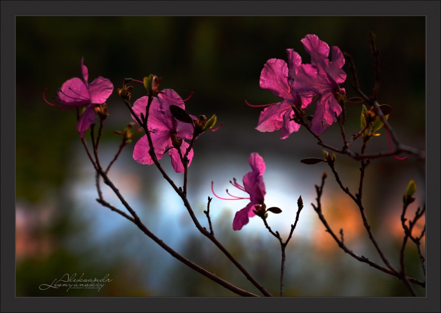 Багульник болотный розмарин Лесной