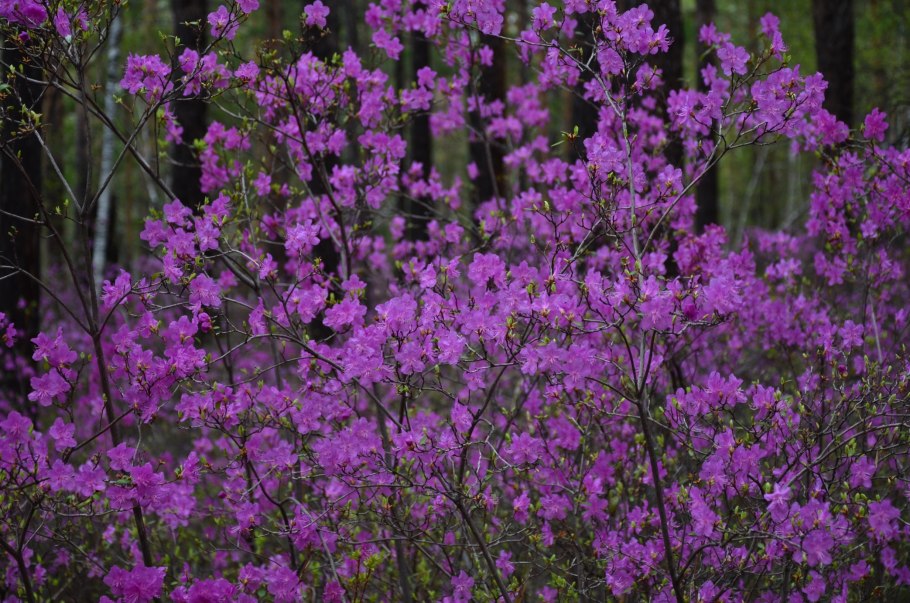 Рододендрон Даурский в лесу