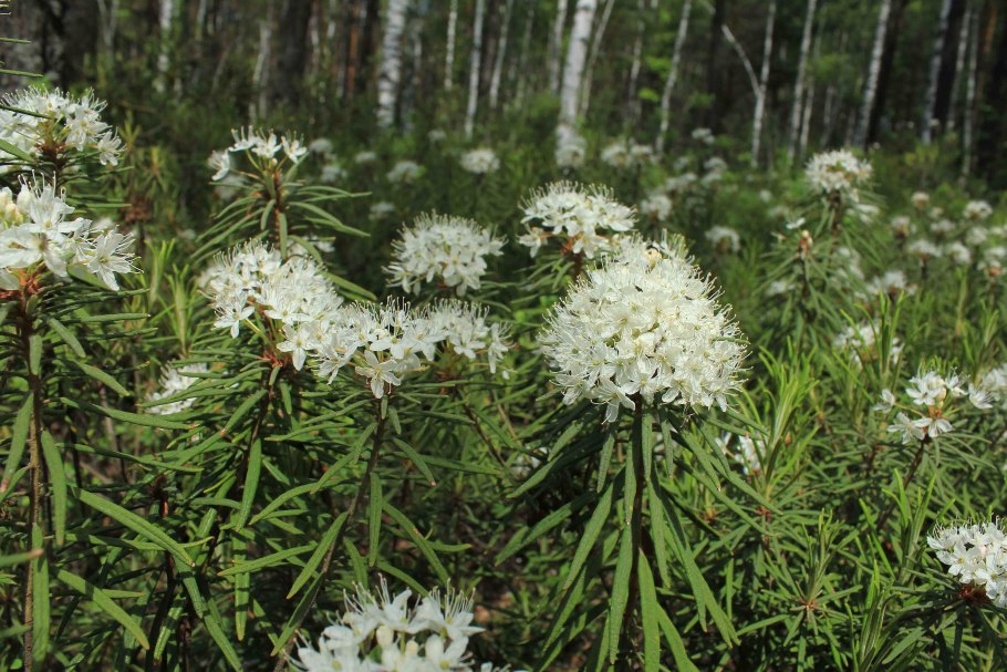 Багульник болотный Ямал