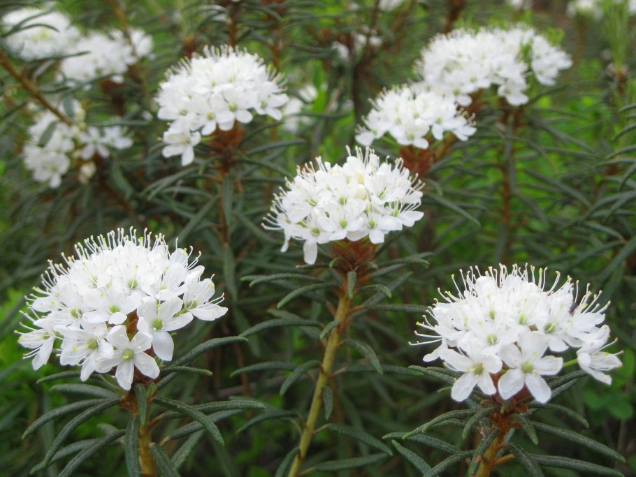 Багульник Дальневосточный