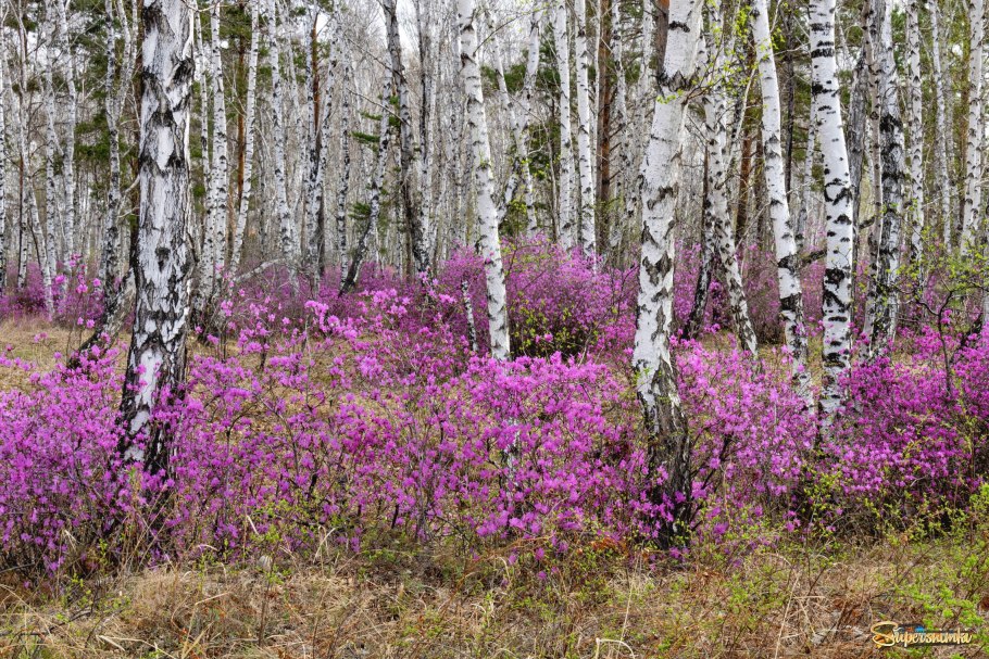 Рододендрон Даурский цветет