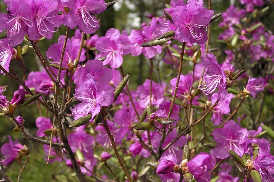 Багульник белый