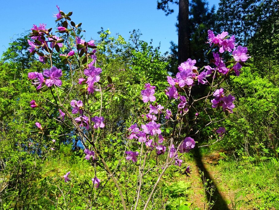 Багульник Алтайский цветок крупным планом