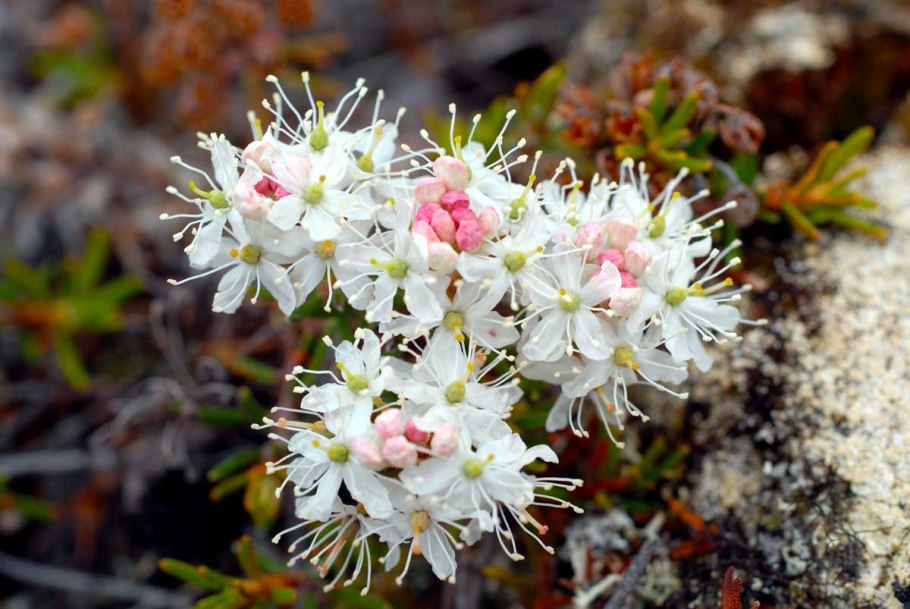 Рододендрон багульник Дальневосточный