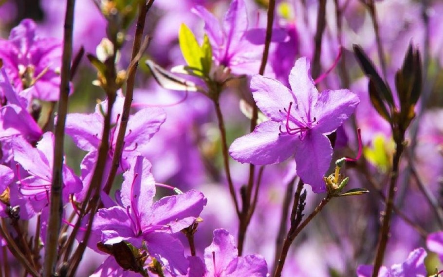 Рододендрон Архыз