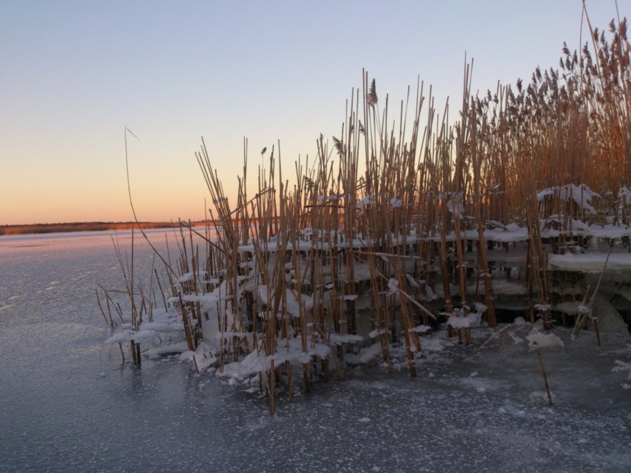 Зима камыши