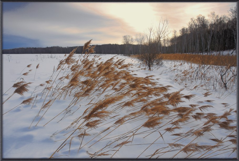 Камыши в феврале