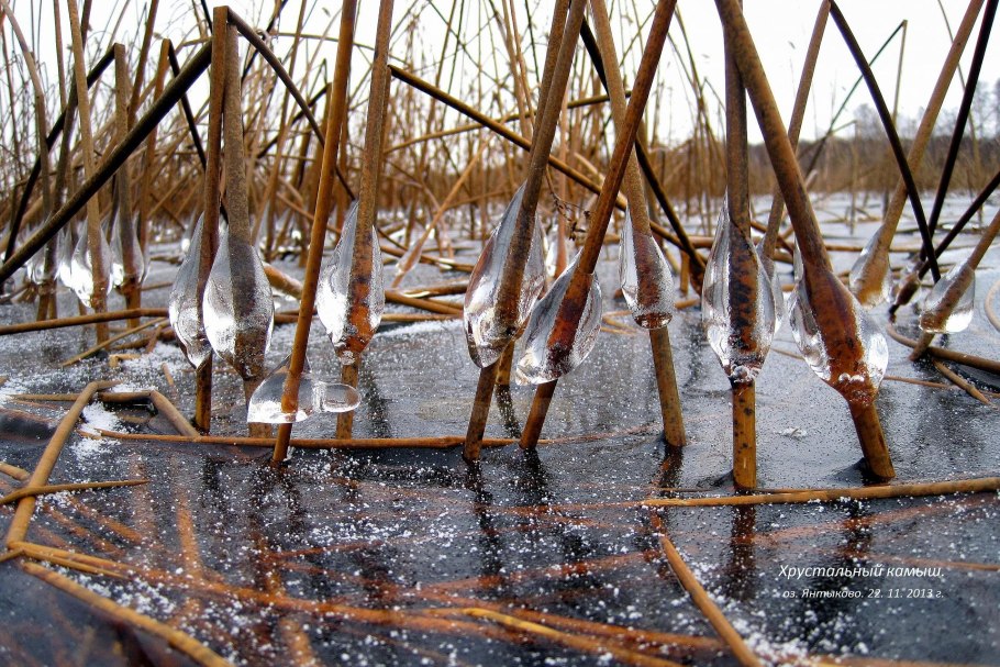 Замерзшее болото с камышами