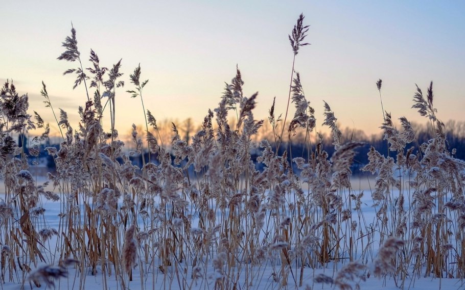 Камыши в декабре