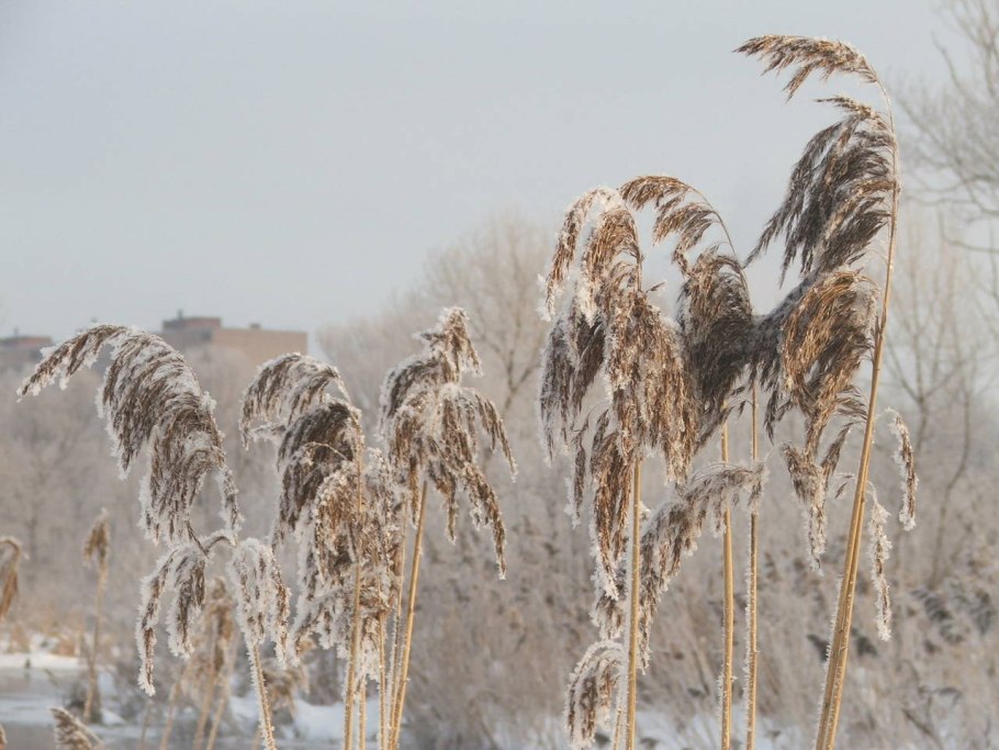 Сухая трава зимой