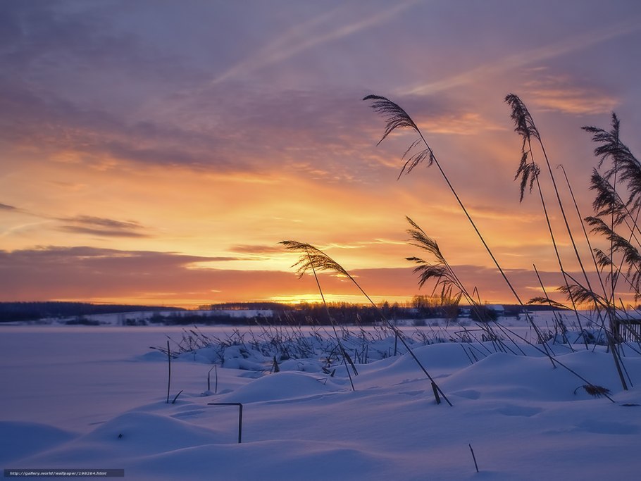 Река камыш зима