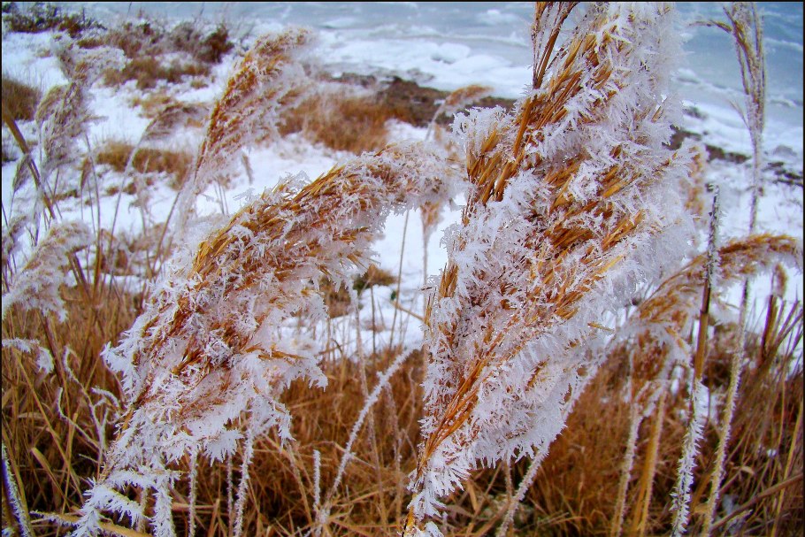 Бамбуковый зимний лес