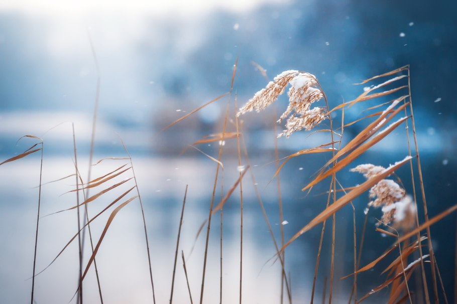 Камыш зимой