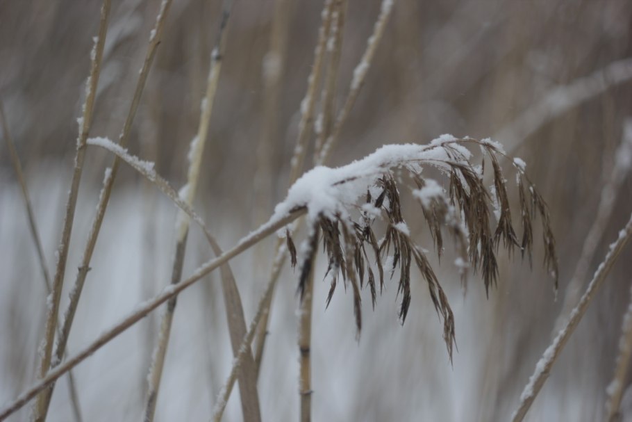 Камыши под снегом