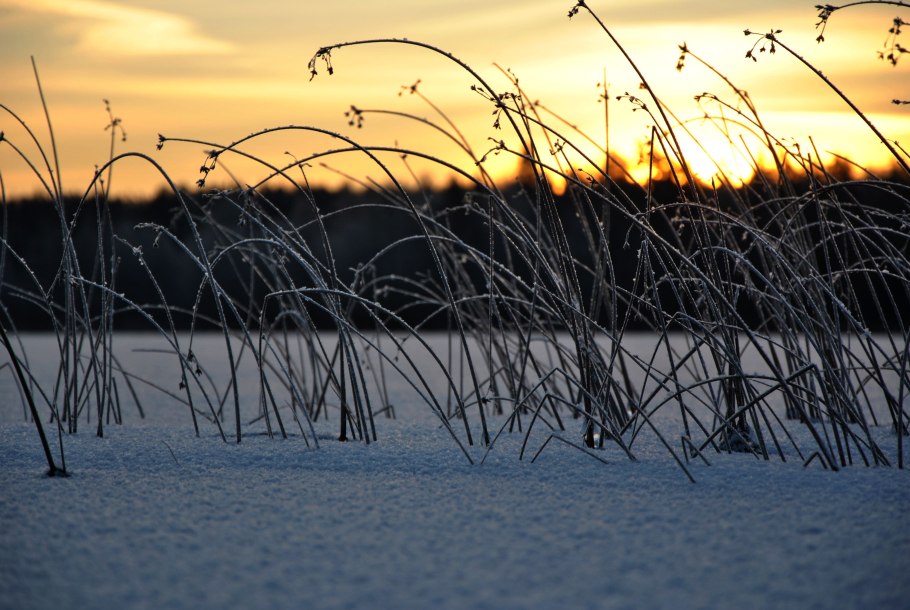 Травинки в снегу