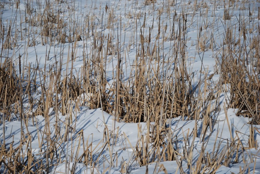 Сосны в снегу обои