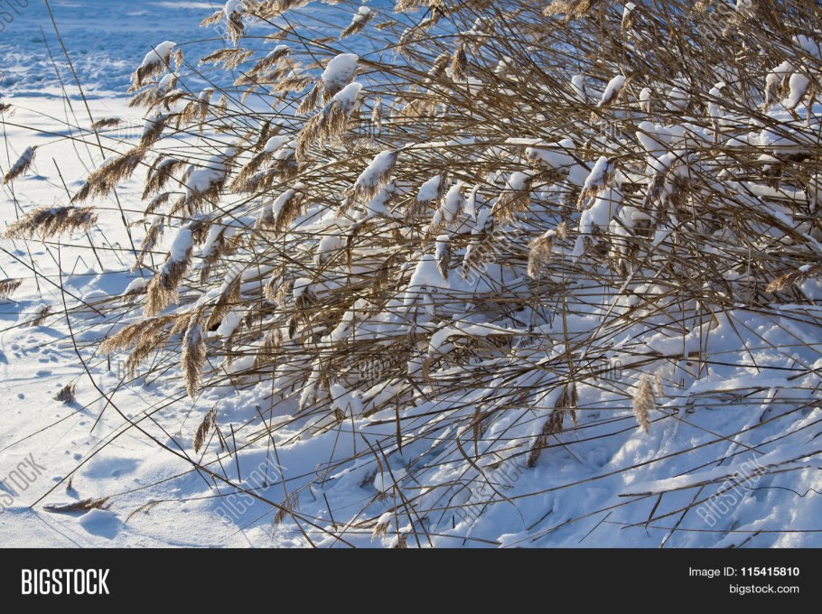 Созревший рапс под снегом