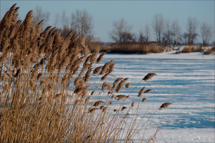 Зима камыши