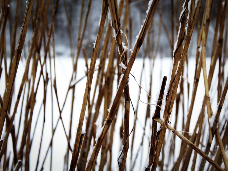 Тростник зимой
