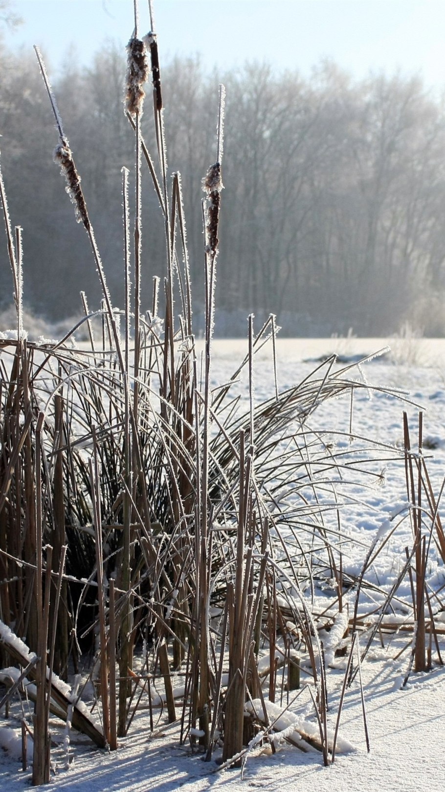 Камыши в снегу