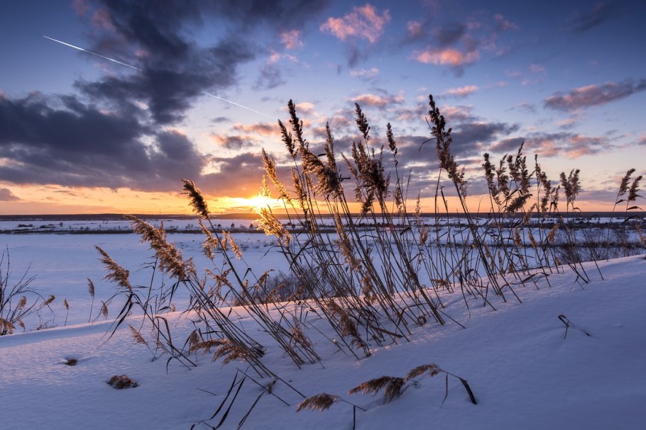 Замерзшее озеро с камышами