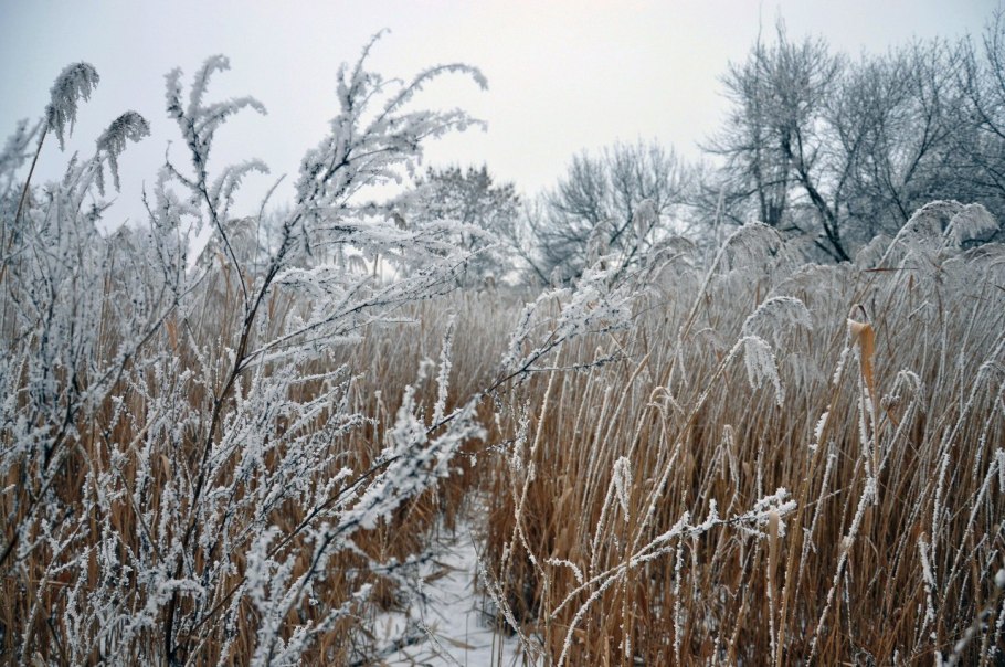 Камыш в лед