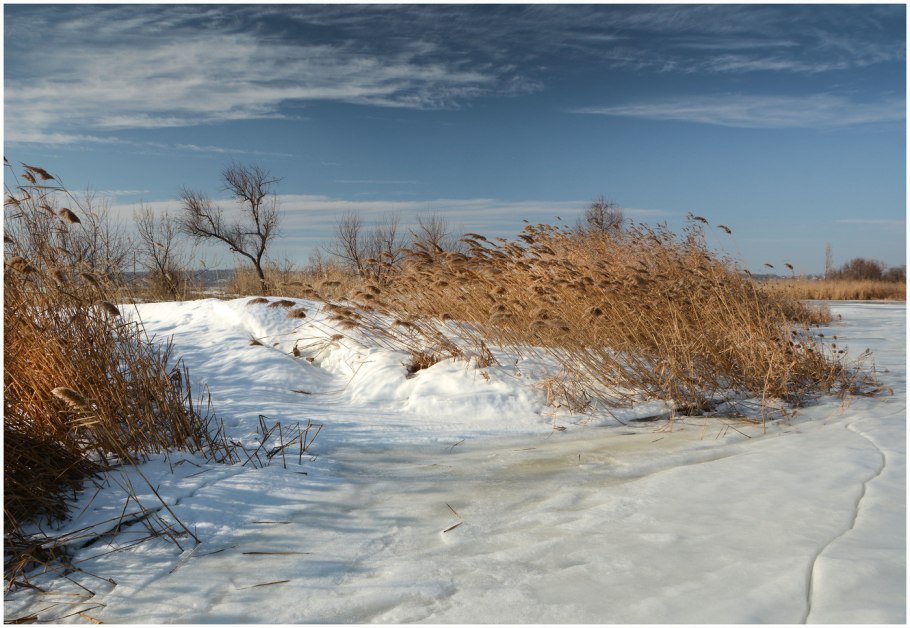 Камыши в снегу