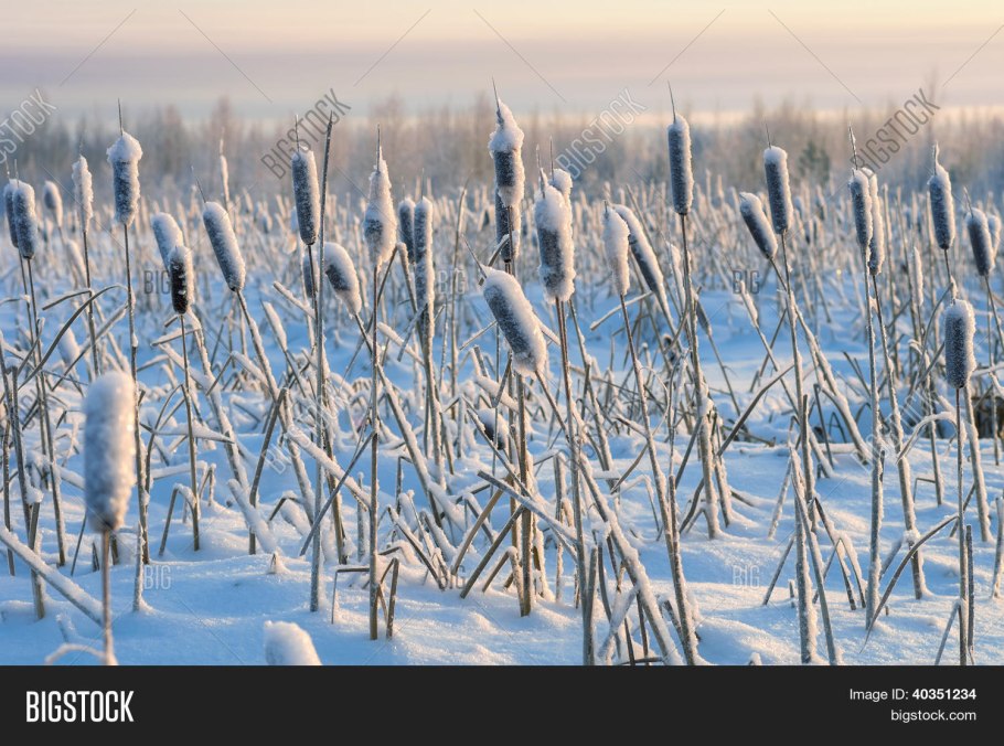 Рогоз во льду