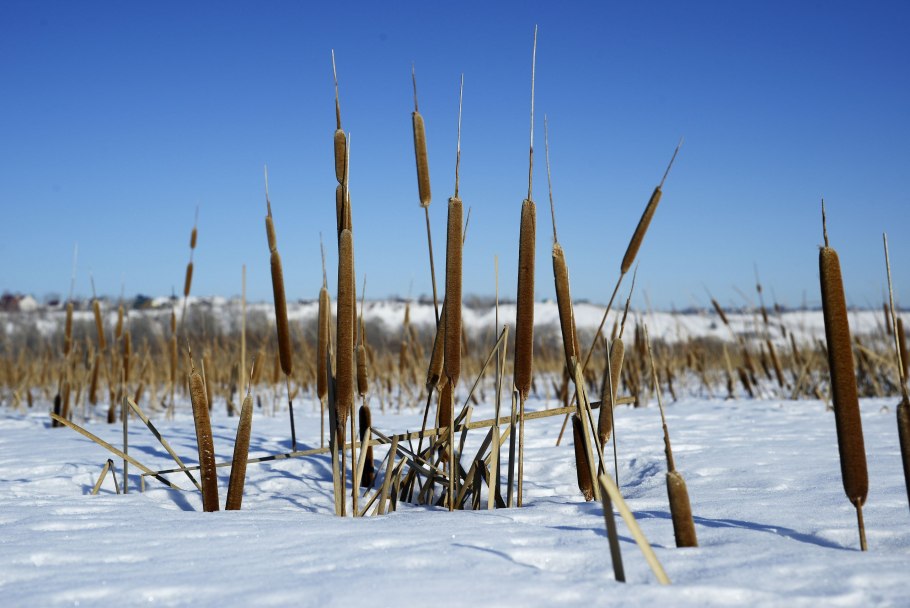 Зимний камыш