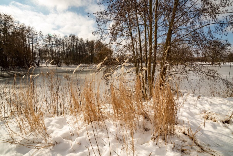 Сухая трава под снегом